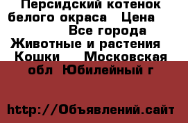 Персидский котенок белого окраса › Цена ­ 35 000 - Все города Животные и растения » Кошки   . Московская обл.,Юбилейный г.
